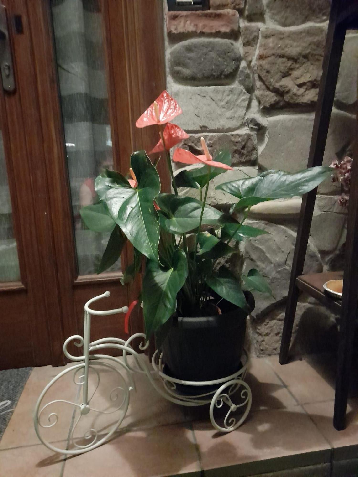 La Taverna Da Irene 로에 외부 사진